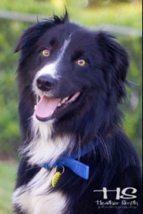 are border collies neurotic