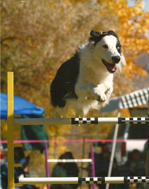 Pros and Cons of Choosing a Border Collie as a Pet - PetHelpful