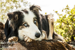 adopt border collie near me