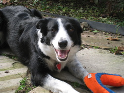 white paws family border collies