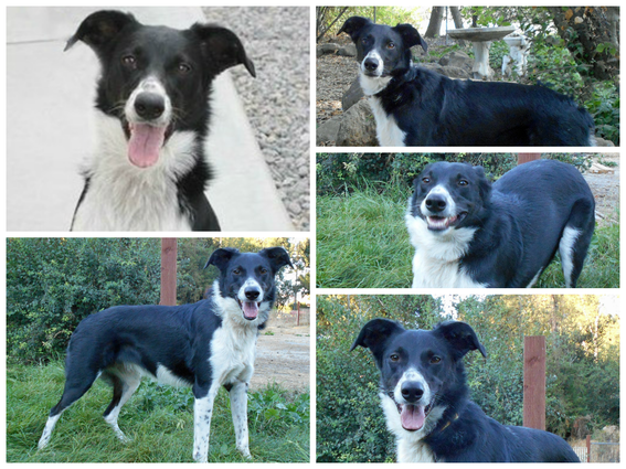 Old Bios Border Collie Rescue Of Northern California