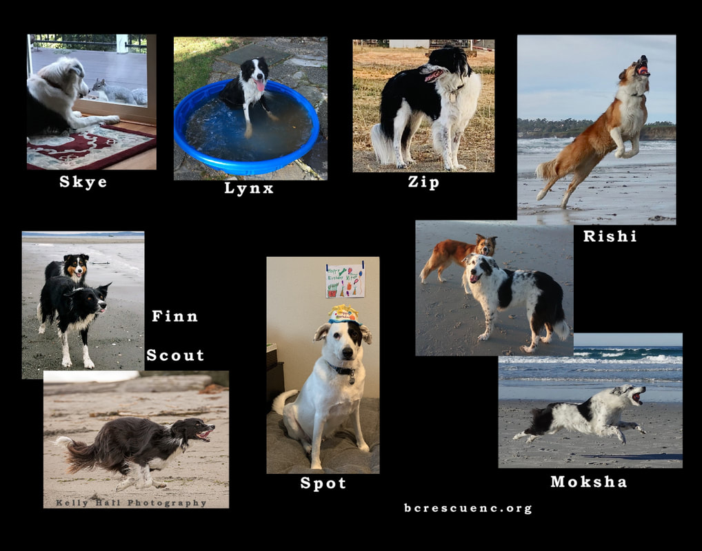 Calendar form 2021 BORDER COLLIE RESCUE OF NORTHERN CALIFORNIA