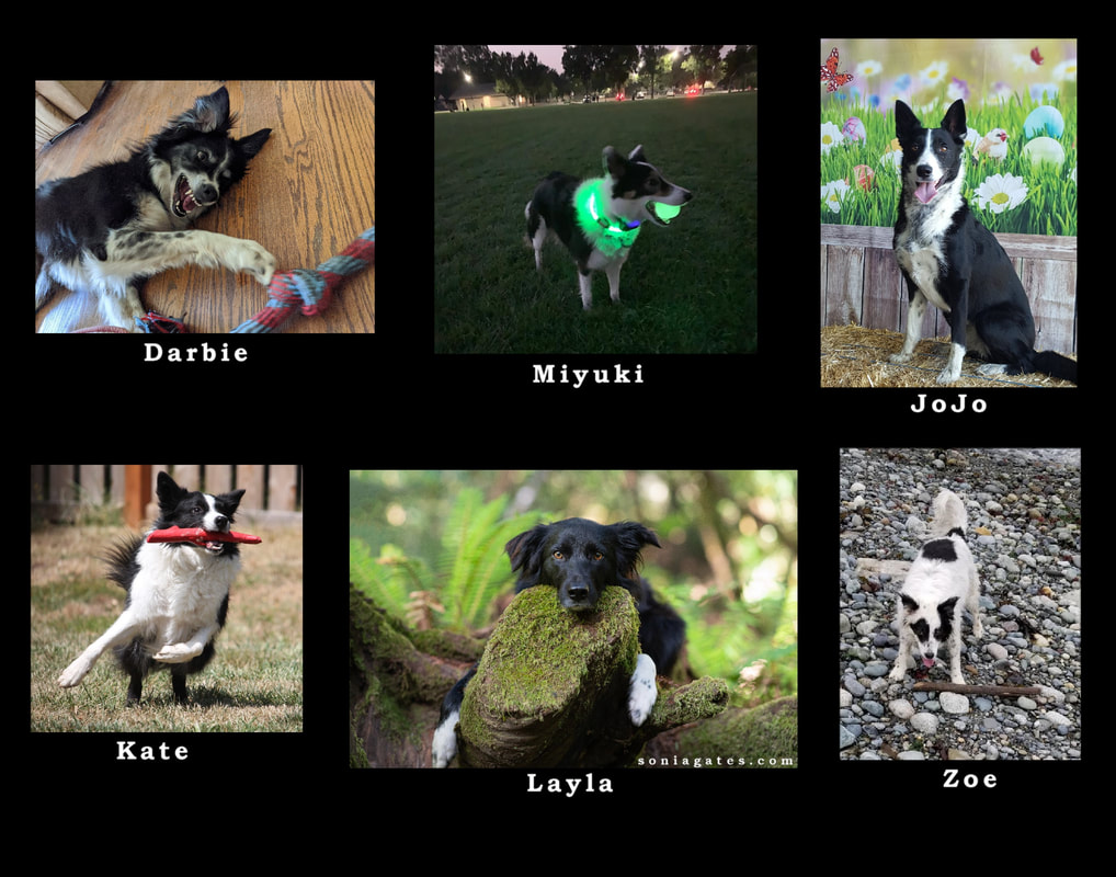 Calendar form 2021 BORDER COLLIE RESCUE OF NORTHERN CALIFORNIA