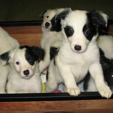 collie mix puppies for adoption